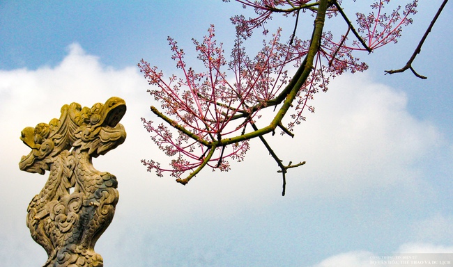 Mê mẩn với "vương giả chi hoa" khoe sắc rực rỡ ở Đại nội Huế - Ảnh 9.