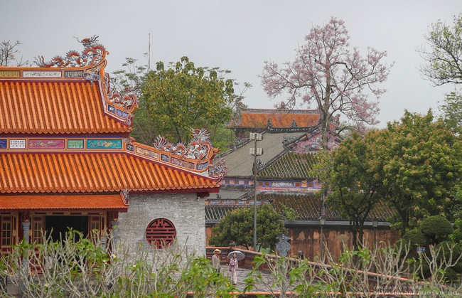 Mê mẩn với "vương giả chi hoa" khoe sắc rực rỡ ở Đại nội Huế - Ảnh 7.