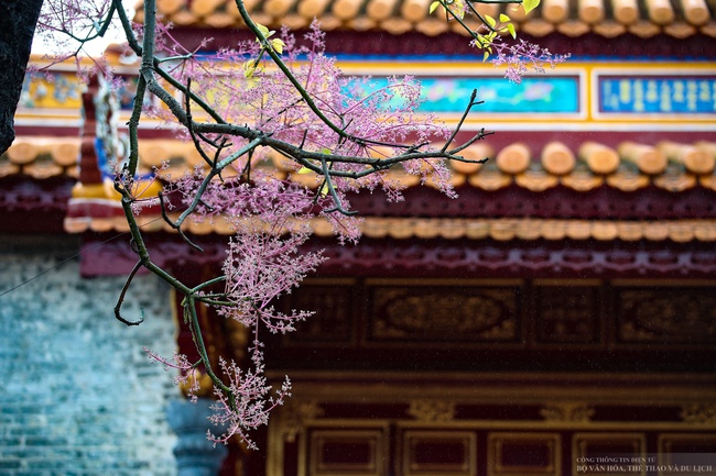 Mê mẩn với "vương giả chi hoa" khoe sắc rực rỡ ở Đại nội Huế - Ảnh 5.